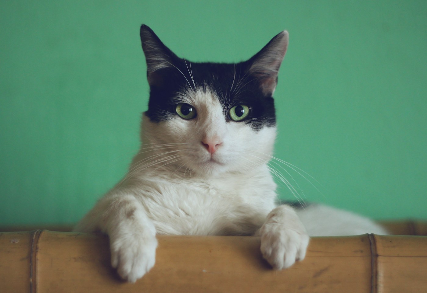 Gato malhado a descansar